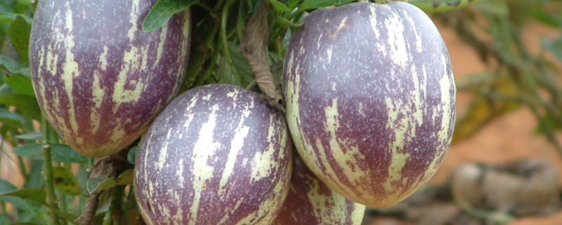 人参果要去皮吗，一天吃几个（人参果吃需要剥皮吗）