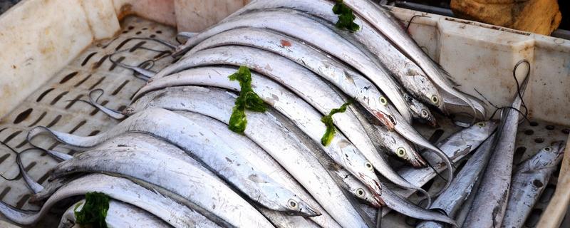 刀鱼的价格大概多少，主要分布在哪 新鲜刀鱼什么价格