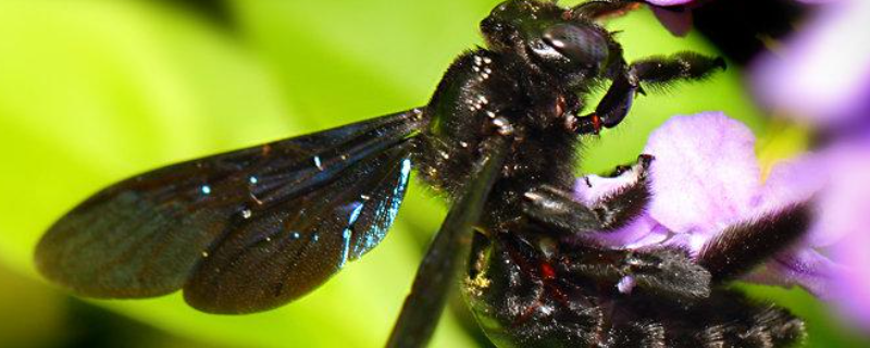 黑蜂，是什么 黑蜂是什么蜂
