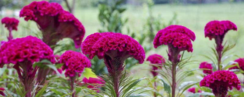 鸡冠花种子怎么种，如何采收 鸡冠花种子如何播种