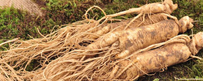 新鲜人参的保存方法,附人参的禁忌人群