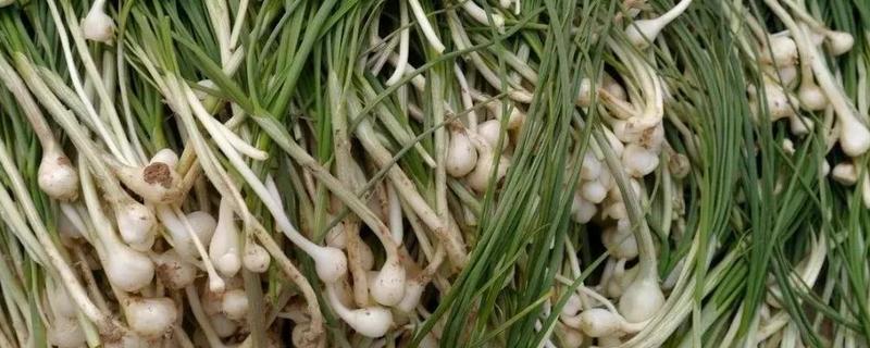 小根蒜的食用方法,具体怎么做 小根蒜的功效与作用及食用方法