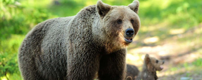 熊属于什么科动物,熊分布在哪里(属于熊科的动物有哪些)