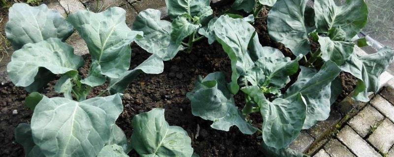 芥兰种植时间及方法,怎么管理 芥兰的种植方法和时间