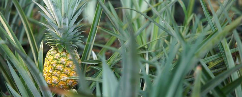 凤梨种植方法和技术，病害如何防治 凤梨主要病虫害