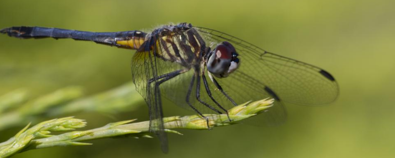 蜻蜓是不是昆虫，是益虫吗 蜻蜓是益虫还是害虫