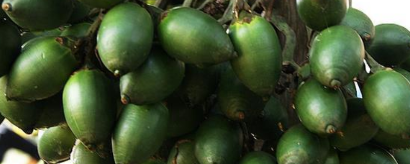 槟榔是否可以生吃，槟榔有什么危害和价值