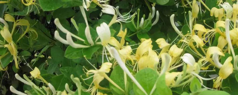 金银花和二花有什么区别吗，金银花茶具体功效是什么