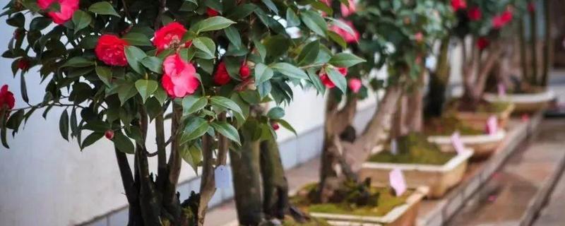 盆栽茶花怎么养才好 盆栽茶花怎么养才好养