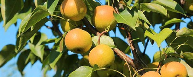 催熟南果梨的办法有哪些，南果梨有什么功效