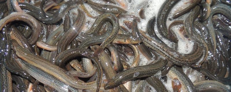 泥鳅的生活习性，怎么繁殖（泥鳅的繁殖过程）