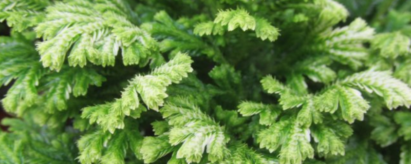 珊瑚蕨与翠云草有什么区别，它们的生活习性是怎样的