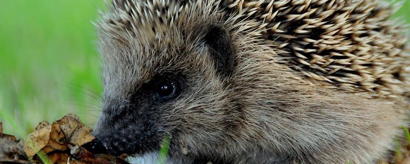 刺猬可以活多久，附刺猬的生活习性 刺猬一般能活多长时间
