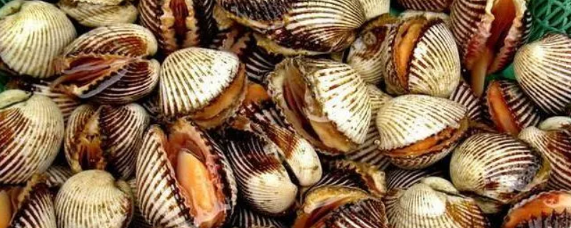 贝类是如何繁殖的，常见贝类有哪些（贝类是怎样繁殖的）