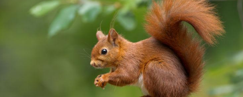 松鼠如何过冬,松鼠有哪些生活习性(松鼠是怎样过冬的方式)