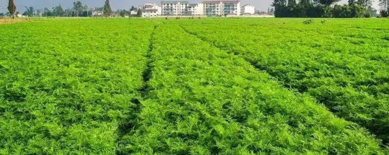 川穹栽培技术，可在低海拔或高海拔地区种植