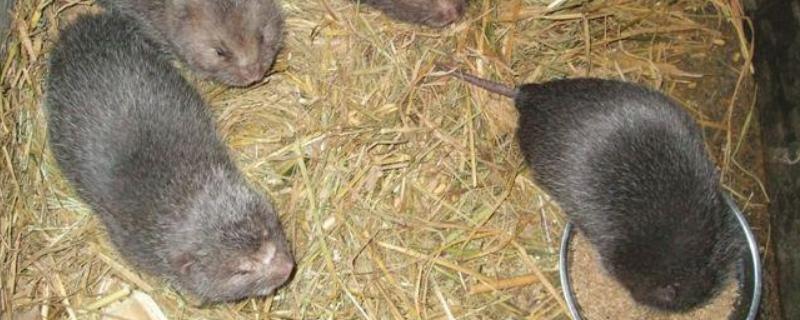 现在农村养殖竹鼠赚钱吗（竹鼠养殖利润）