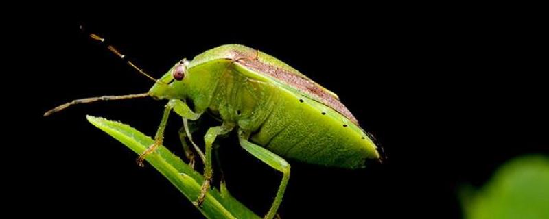 稻绿蝽，主要有哪些类型 水稻稻绿蝽