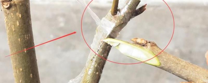 嫁接，附影响因素和嫁接意义 嫁接的作用和意义