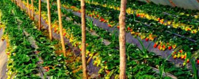 种植,附种植内容(种植的内容)