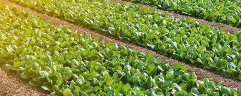 农产品,附农产品分类 农副产品分类详细类目