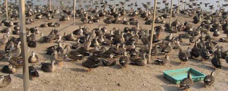 养殖，附养殖分类（种养殖名称）