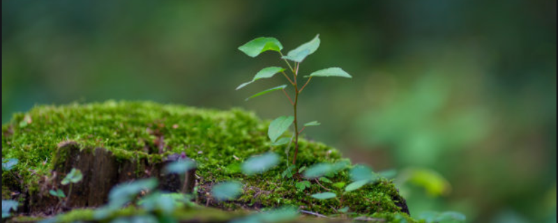 种植什么树苗赚钱 种啥树苗赚钱