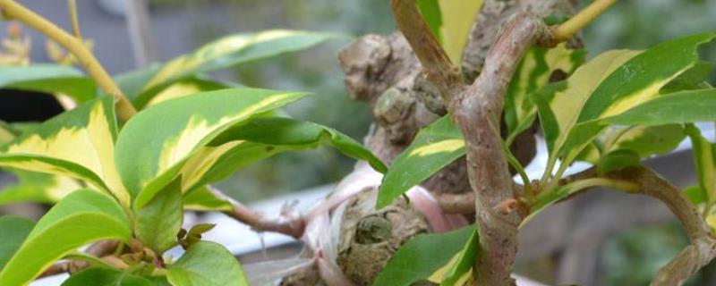 靠接，附具体操作流程（靠接怎么操作）