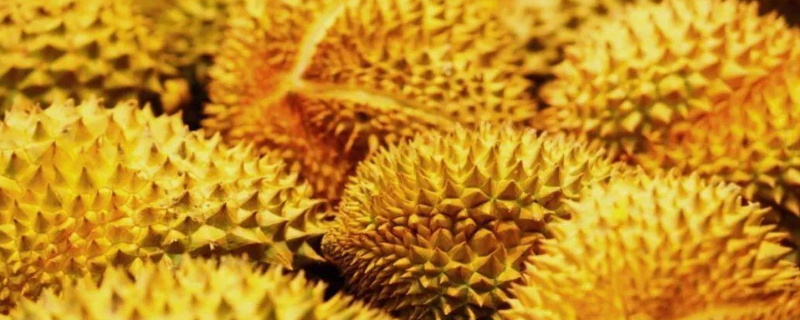 榴莲太生怎么办,挑选榴莲的方法有哪些