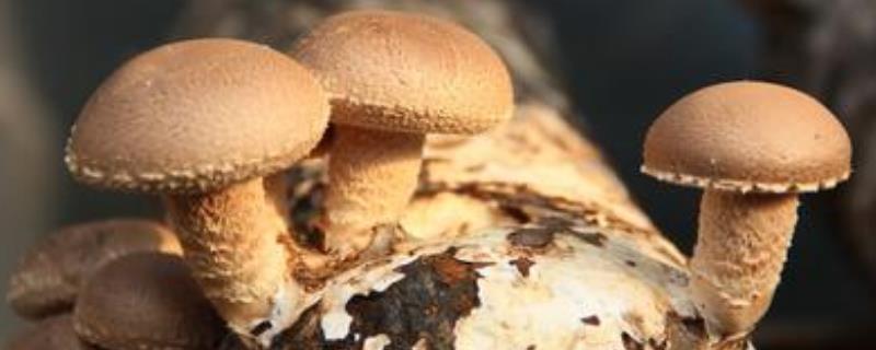 食用菌种植技术，对光照的需求较低（光照对食用菌发育的影响）