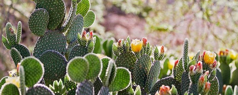 仙人掌结果需要几年，有哪些主要价值