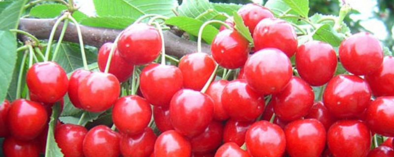 十堰樱桃一般几月成熟,附十堰樱桃采摘地推荐