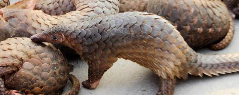 穿山甲属于国家几级保护动物,附穿山甲简介