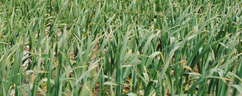 蒜台种植技术,怎么管理(蒜苗怎样种植和管理)