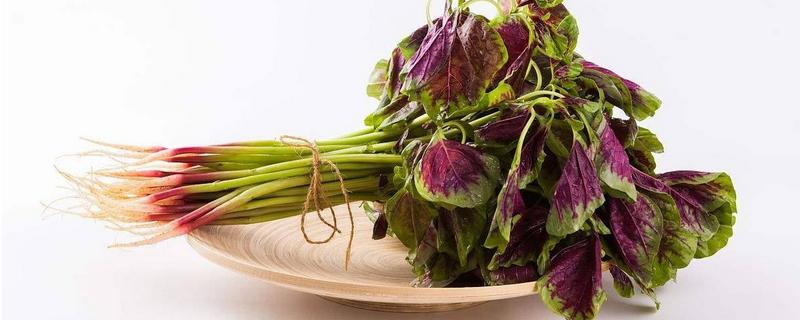 苋菜能生吃吗，为什么不建议生吃（苋菜和什么不能吃）