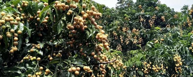 黄皮树结果需要几年,附其产地环境(黄皮树几年开花结果)