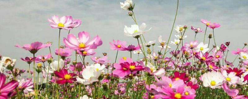 波斯菊种子怎么种 波斯菊种子怎么种容易发芽