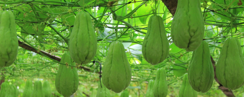 佛手瓜是否可以生吃,佛手瓜有哪些做法