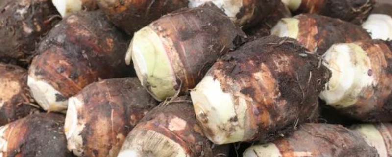 芋头能不能生吃，芋头的吃法有哪些（可以生吃的芋头）