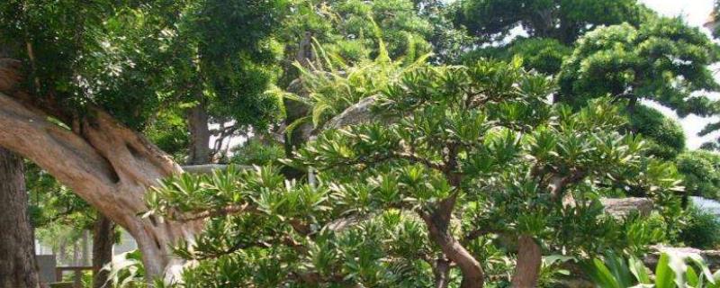台湾罗汉松价格多少钱一棵 现在罗汉松什么价格