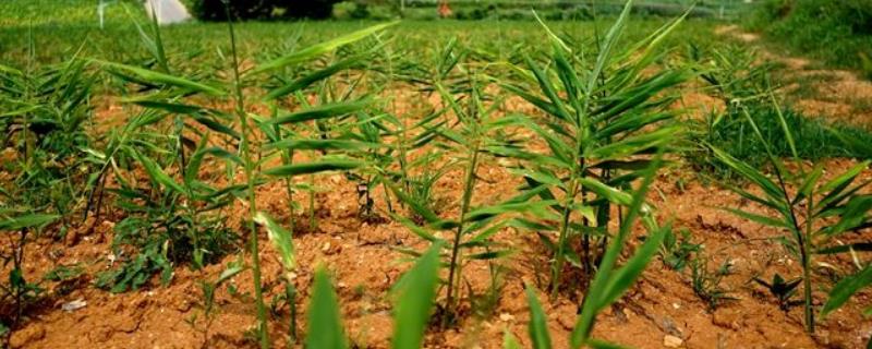 生姜种植技术，根据生长情况合理进行水肥管理