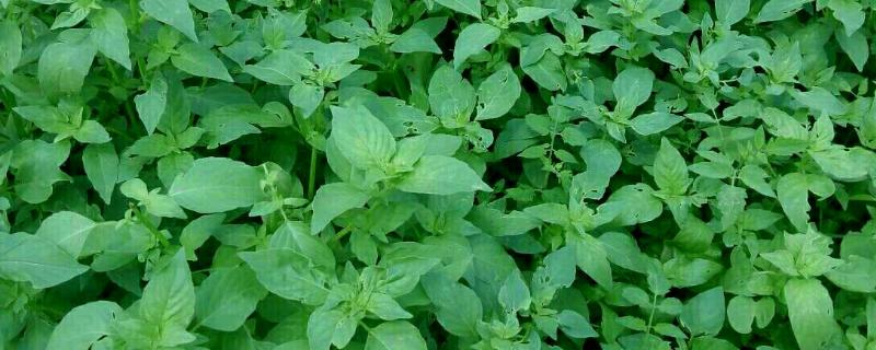荆芥种植条件,土壤、温度、光照、水分缺一不可