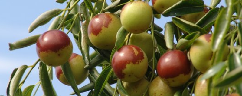 冬枣有多久保质期,冬枣有什么主要价值