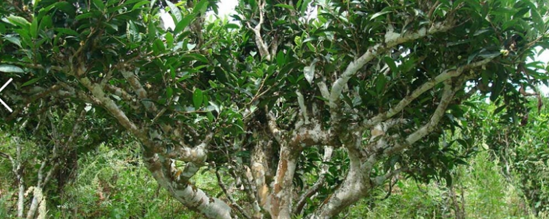 薄荷塘古树茶的产地，附具体介绍 薄荷塘古树茶由来