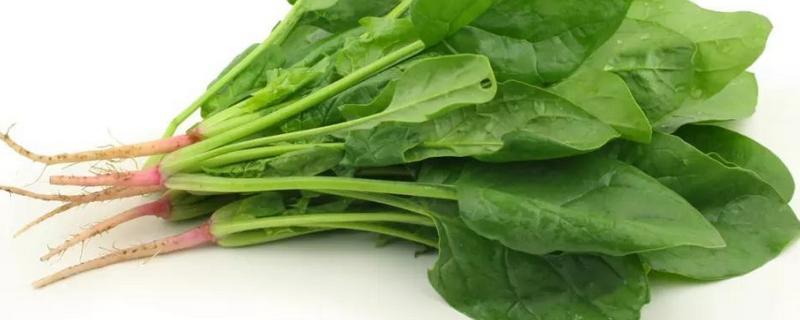 菠菜能不能生吃，附菠菜的做法（菠菜能不能生吃?）