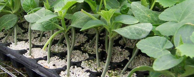 黄瓜苗嫁接技术，需选择合适的砧木 简述黄瓜嫁接育苗的关键技术