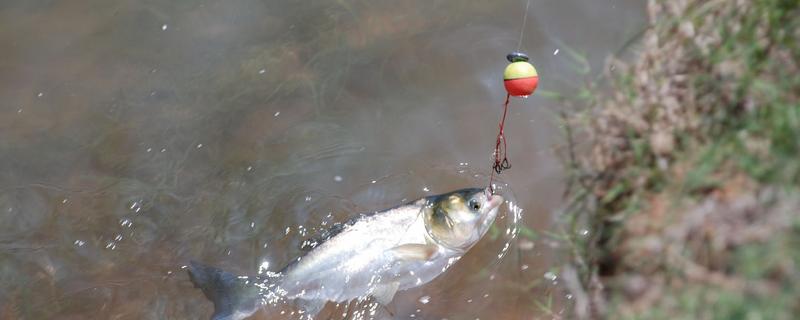 怎么钓白鲢,有哪些要点 钓白鲢技巧钓鱼实战技巧