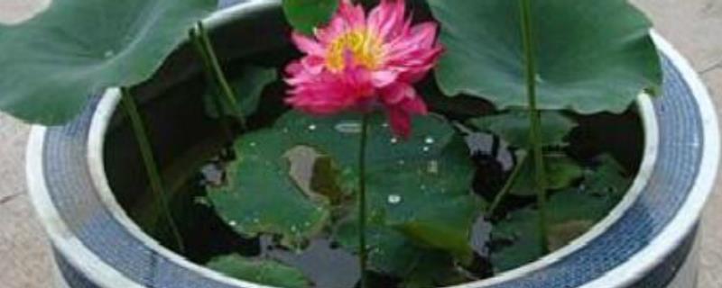 家养荷花怎么种,附栽种方法 荷花家庭栽种方法