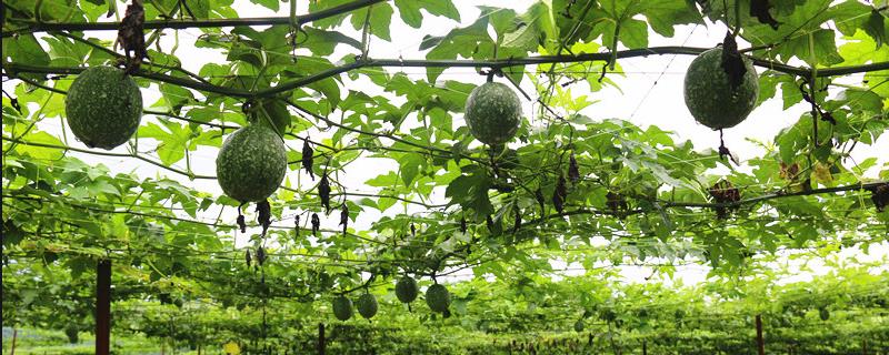 吊瓜怎么种，选择合适的土地（怎样种吊瓜）