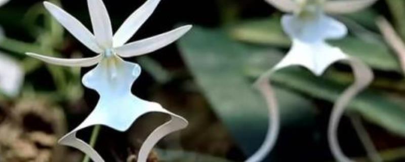 幽灵兰草怎么种，附其生长习性 幽灵兰草怎样能栽活